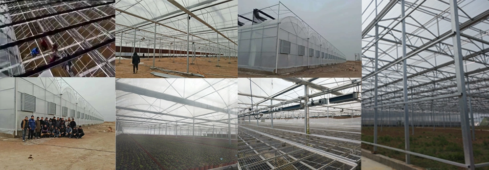 Large Size Multi-Span Arch Plastic Film Tomato Greenhouse