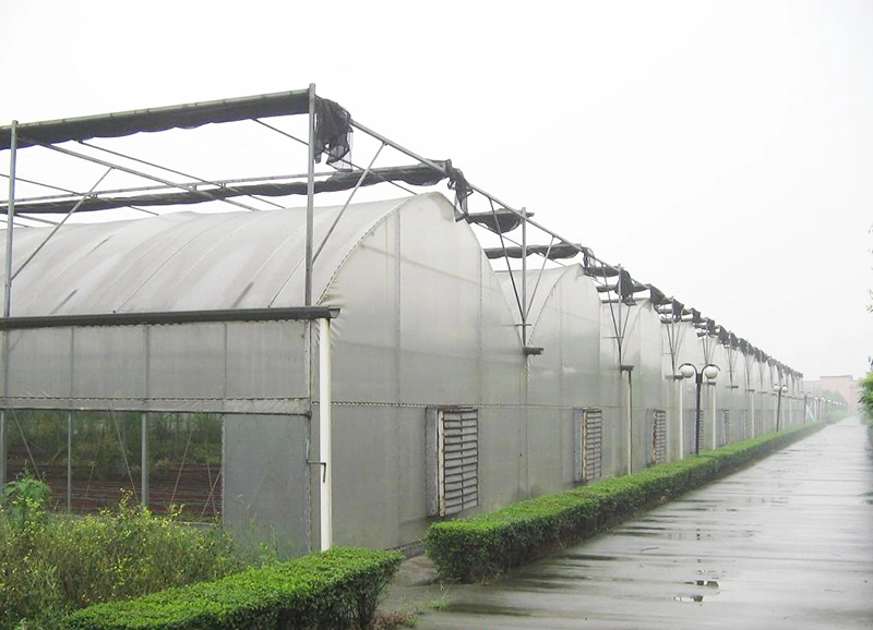Multi-Span Greenhouses Agriculture Commercial Greenhouse Plastic Film for Vegetables