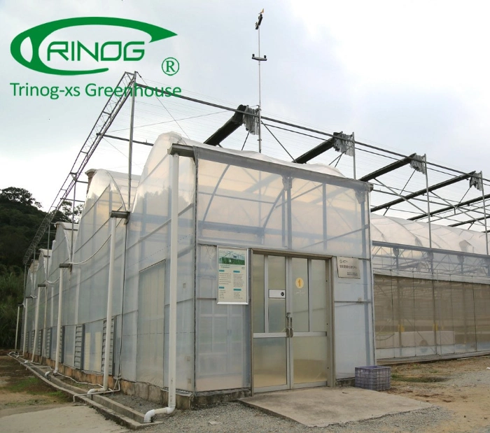 Auto Vent EU type Multi-Span poly film commercial Greenhouse frame for cucumber
