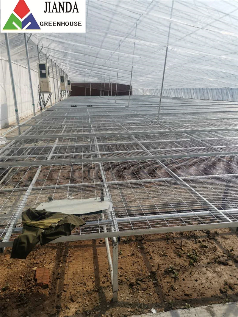 Venlo Roof Polycarbonate Greenhouse Panels Toughened Glass Greenhouse