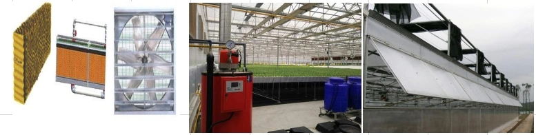 China Single Span and Multi-Span Agricultural Glass Greenhouse