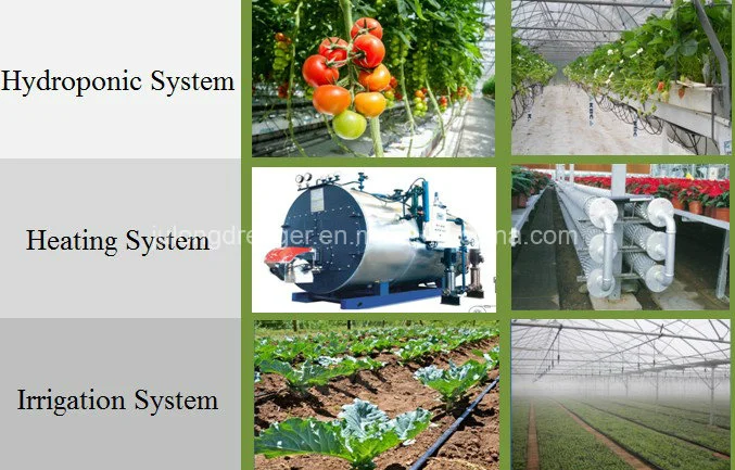 Intelligent Nft Hydroponic Technology Plastic Film Greenhouse for Vegetable Growing