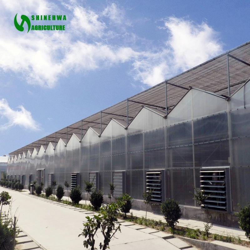Manufacturer Sale Commercial PC Sheet Polycarbonate Venlo Greenhouse for Agriculture
