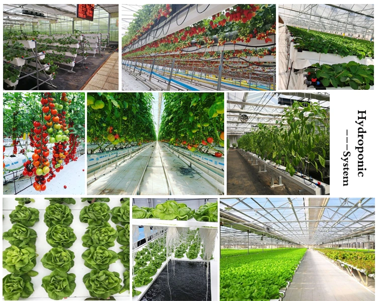 Aquaponic Lettuce Hydroponics Growing System Venlo Spire Glass Greenhouse Farm for Sale