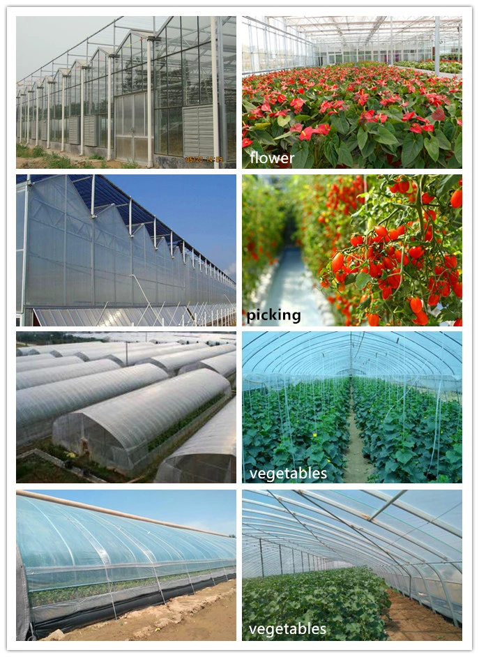 Multi-Span PC Board Greenhouse for Vegetable/Flower Seed Breeding