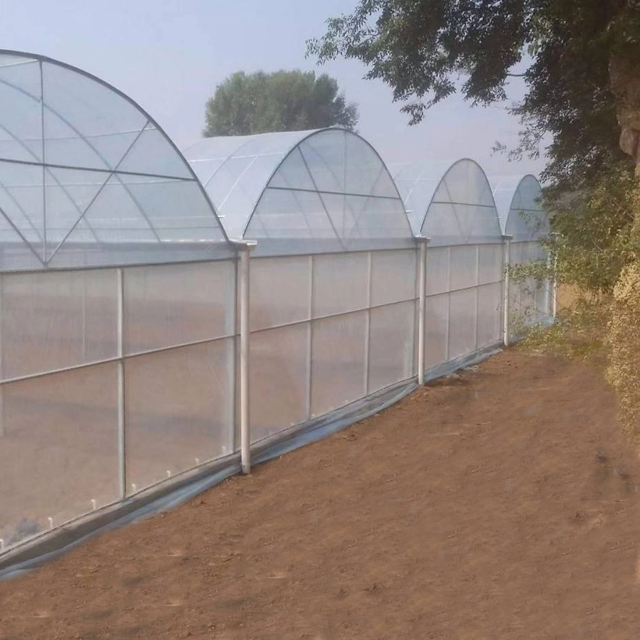 Plastic Arch Greenhouse for Planting Cucumber