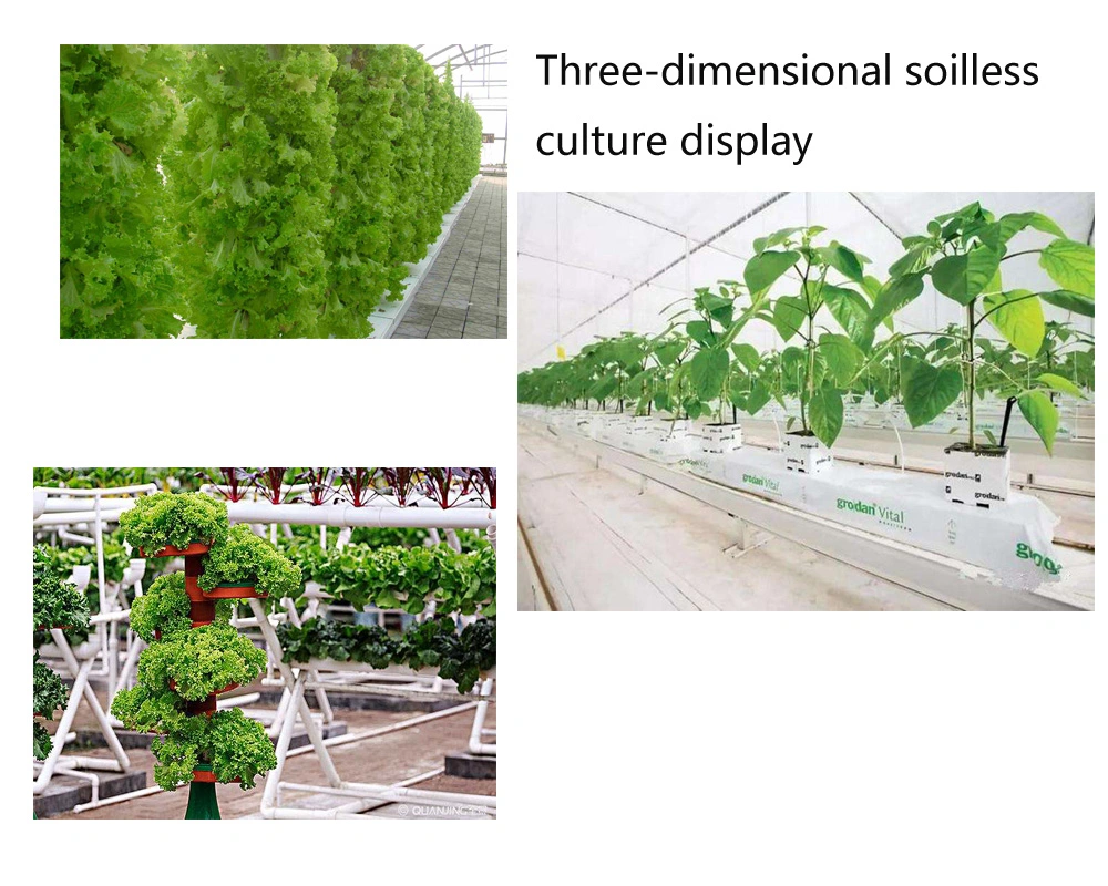 Large Scale Hydroponic System Intelligent Greenhouse Vegetable Culture Fish Vegetable Symbiosis System
