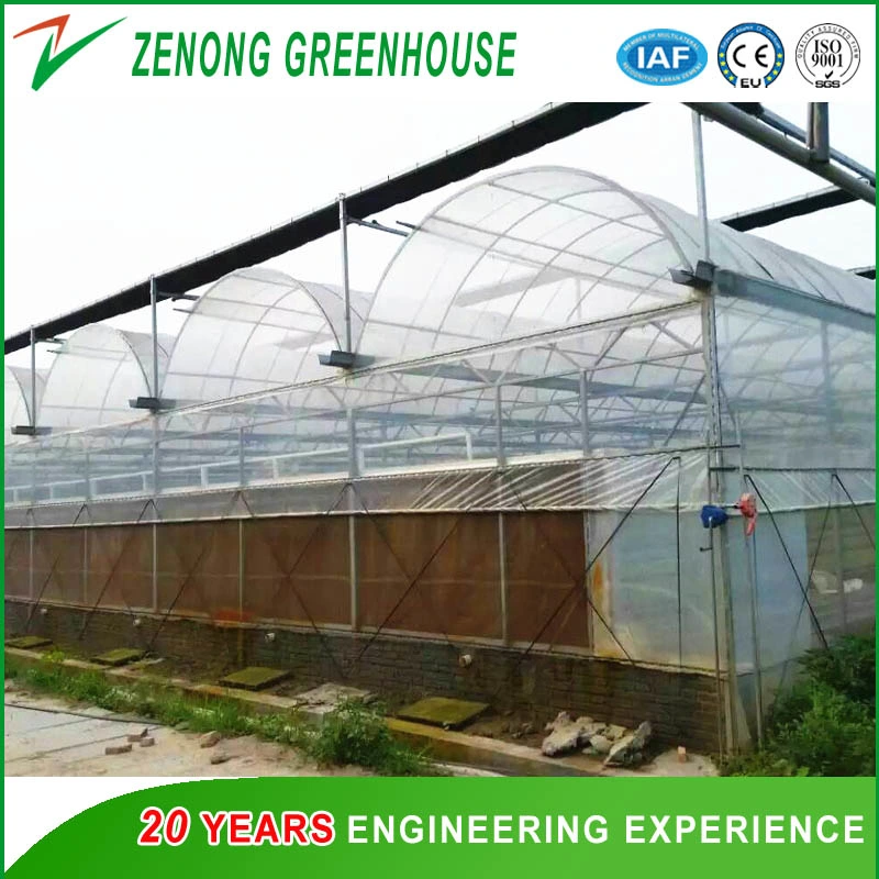 Agriculture Greenhouse Plastic Film Covered Multi Span Greenhouse