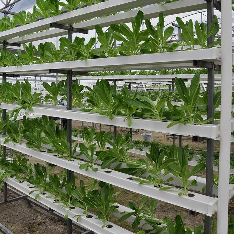 Greenhouse Hydroponic Nft Channel Growing System for Leafy Vegetables
