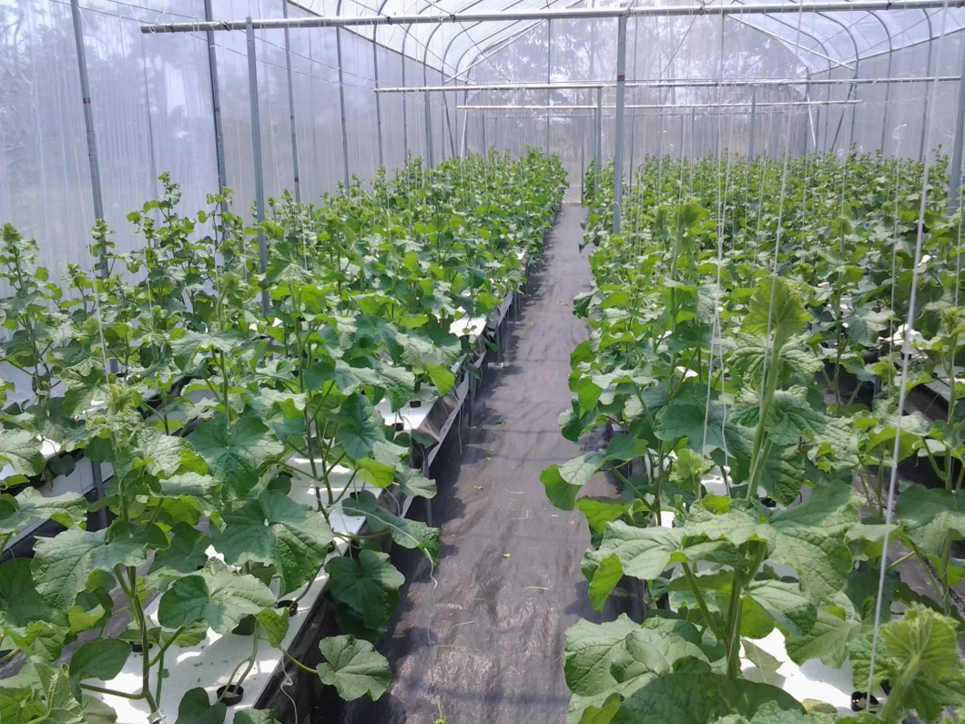 Supply Growing Cucumber Tech in Film Greenhouse