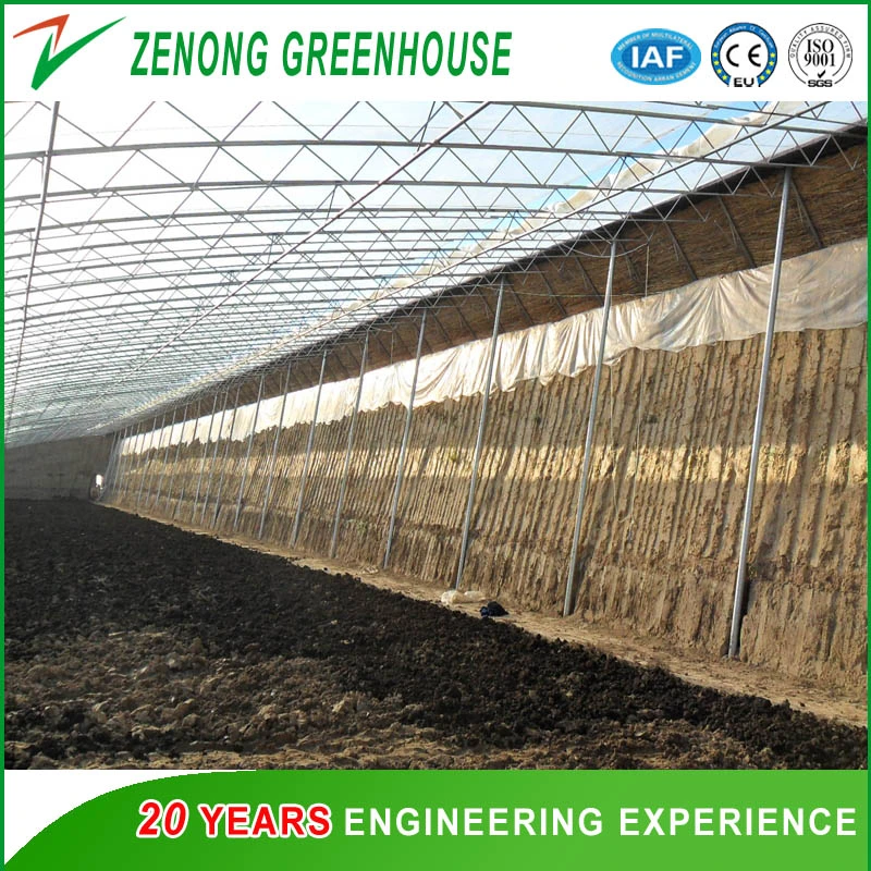 Hydroponic Cultivation System Single Span Greenhouse for Tomato/Cucumber/Celery