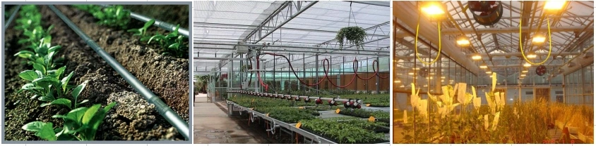 Smart Multi-Span Agriculture Glass Greenhouse with Hydroponic System for Planting