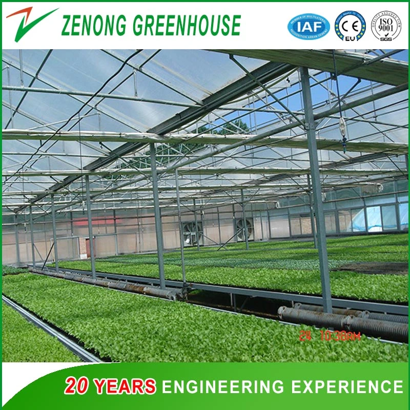 Multi-Span Intelligent Greenhouse Covered with Glass/PC Sheet/Film