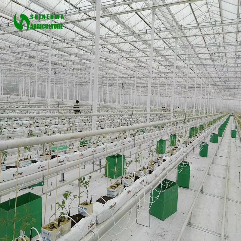 Commercial Polycarbonate Sheet Greenhouse for Cannabis/Hemp Growing