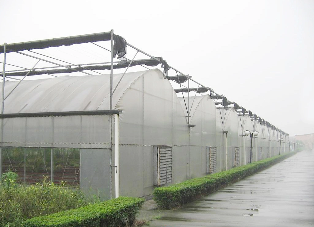 Economical and Practical Film Tunnel Greenhouse with Hydroponics System for Rose/Tomato/Strawberry/Lettuce/Cucumber Planting