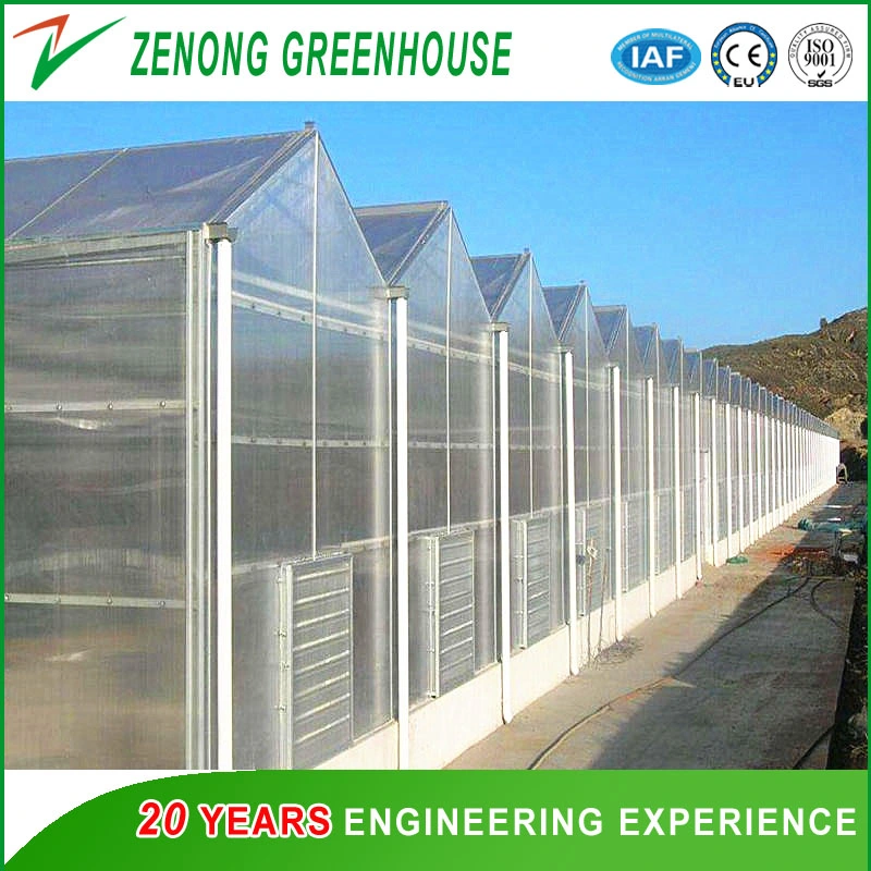 Multi-Span Intelligent Greenhouse Covered with Polycarbonate Sheet for Seedling Raising