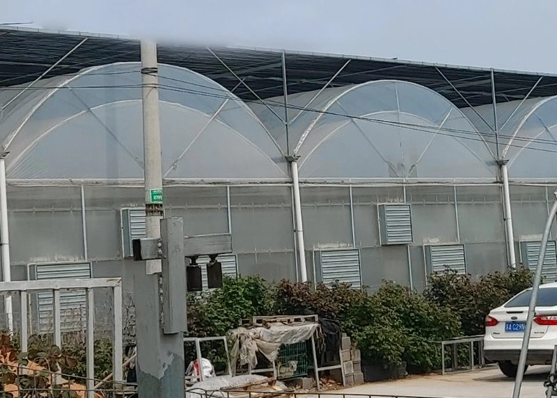 Xinhe Agricultural Multi-Span Plastic Multi-Span Film Greenhouse