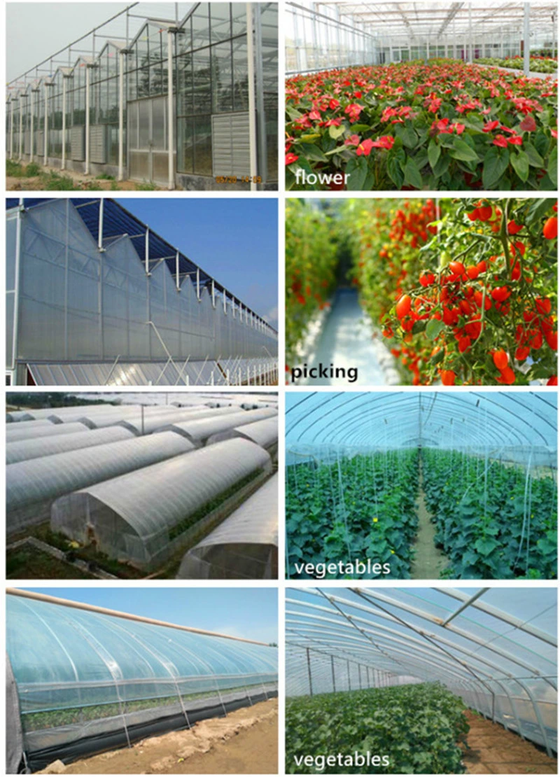 Large Size Multispan Arch Type Plastic Film Covered Greenhouse for Tomato/Cucumber/Melon/Strawberry