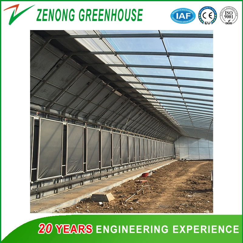 Poly Film Single-Span Greenhouse with Shading Net for Tulip/Cabbage/Coriander/Celery/Carrot