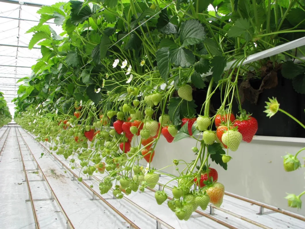 PC Greenhouse Agriculture Productive with Hydroponic System for Planting Tomato/Lettuce/Strawberry/Cucumber/Garden