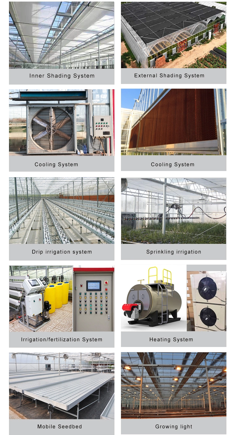 High Quality Plastic Film Greenhouse with Cooling System for Tomato/Tomato/Lettuce/Pepper Planting