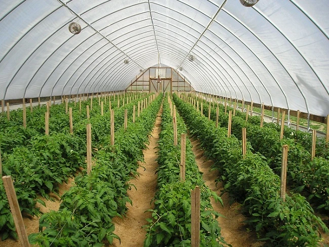 PE Film Horticultural Single Tunnel Greenhouse for Tomato and Cucumber