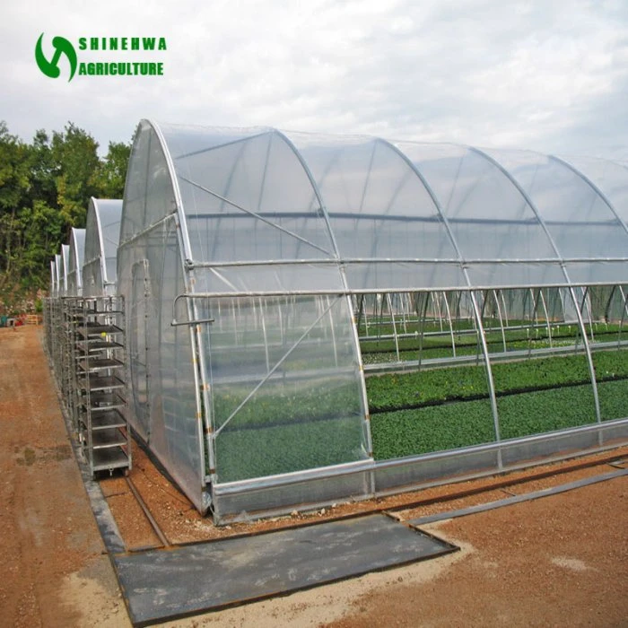 Low Cost Commercial Plastic Film Tunnel Greenhouse with Hydroponic