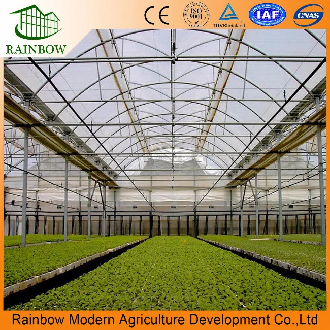 Multi Span Industrial Greenhouse with Hydroponic System Made in China