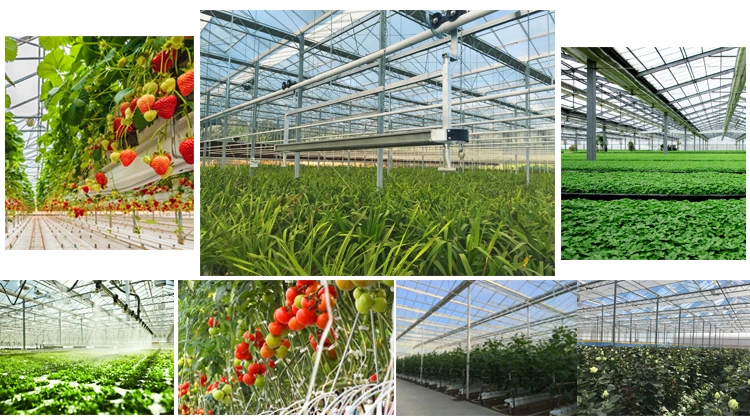 Easy to Install Commercial Agriculture Greenhouse Wide Plastic Film Greenhouse