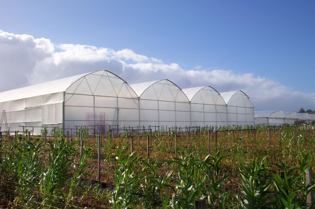 Gothic Type Commercial/Agricultural Grow Tent Film Greenhouse for Planting/Farming/Breeding