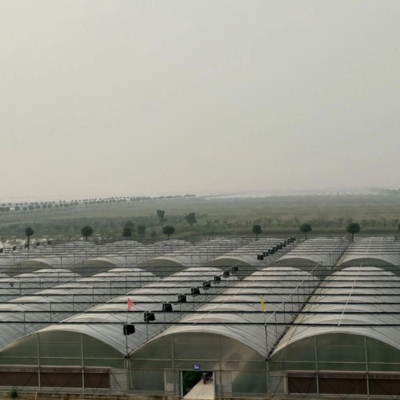 Multi-Span Vegetable Greenhouse Film Greenhouse for Agriculture Planting