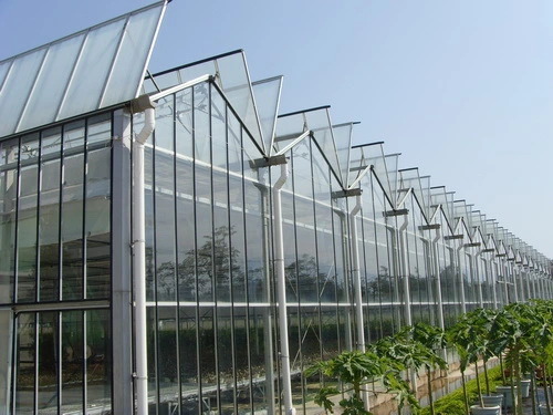 Multi-Span Steel Frame/ Aluminum Profile Glass Greenhouse for Vegetable