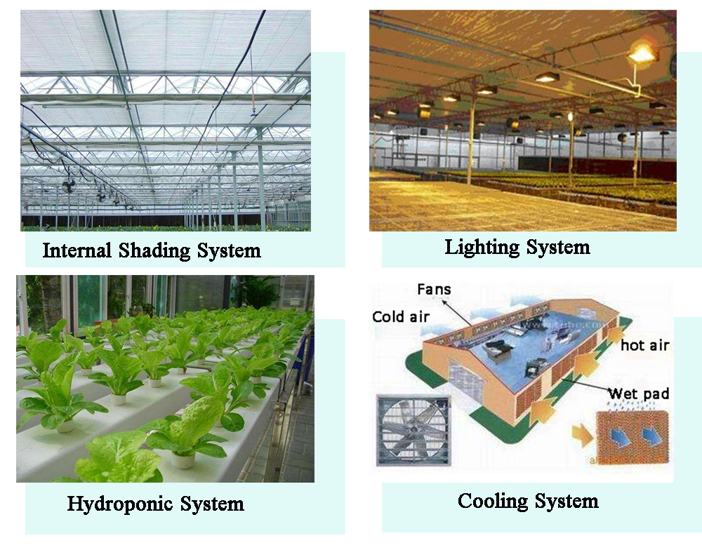Commercial Hydroponic Agricultural Lettuce Nft Greenhouse
