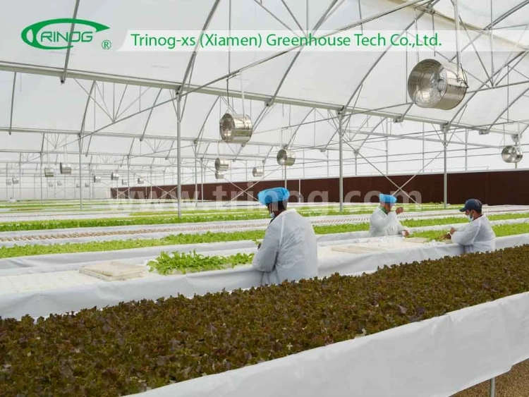 High tech low cost Agricultural used plastic film hydropoinics greenhouses building material for sale