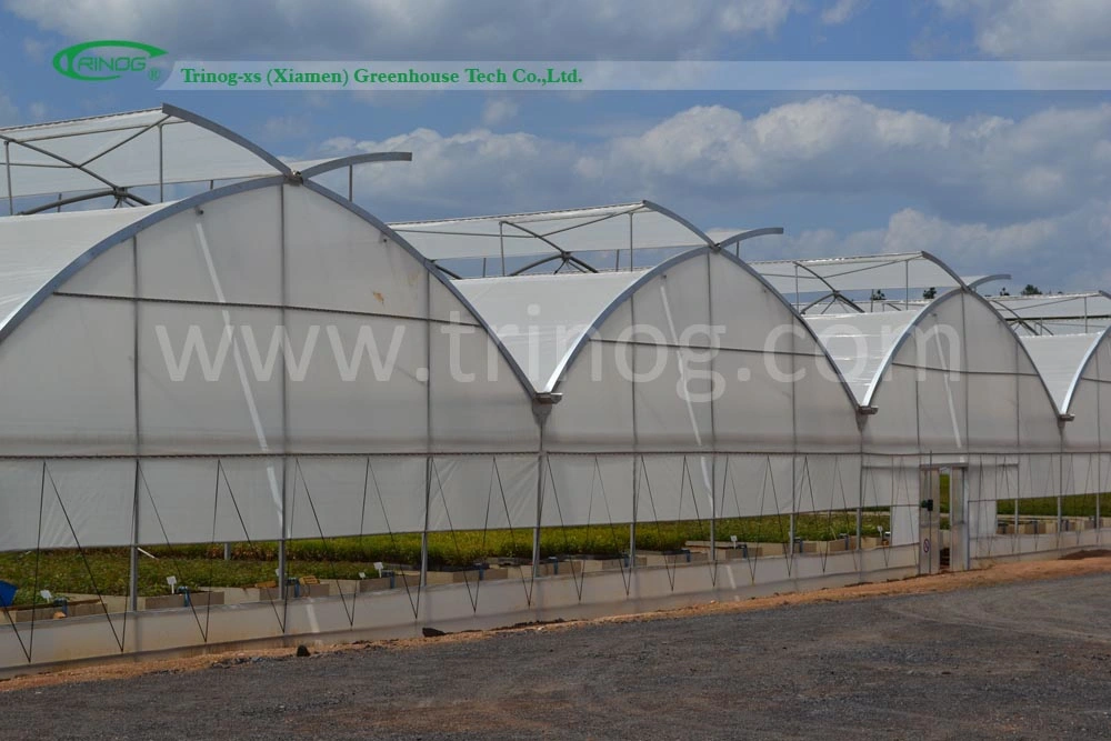 Professional Multi-Span Tunnel Po Film Plastic Greenhouse for Tomato/Cucumber nursery