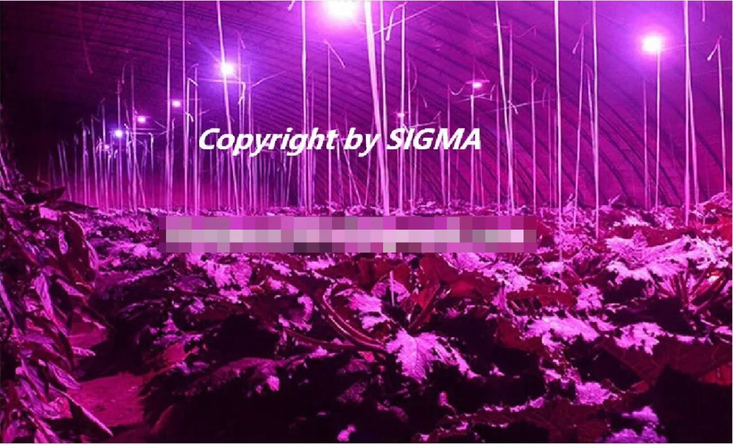 Sigma 10W 12W Greenhouse UV Fruit Vegetable Plant Growing LED Grow Bulbs