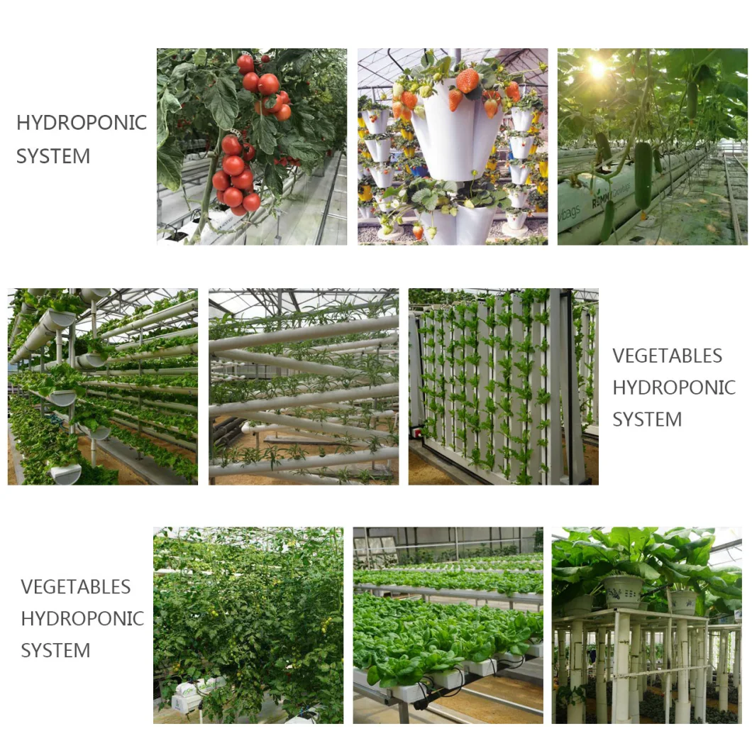 China Supplier Low Cost Glass Greenhouse for Commercial