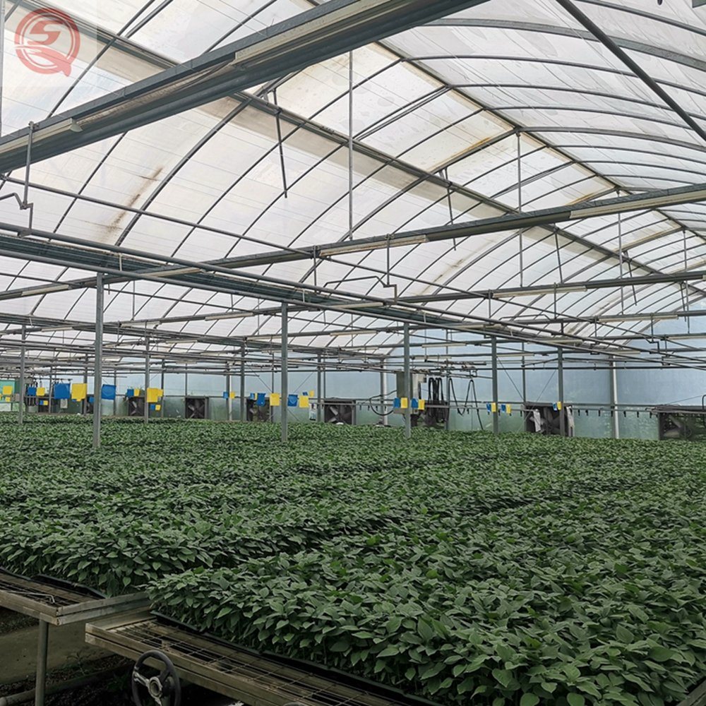 Commercial/Agricultural Multi-Span Plastic Film Hydroponic Greenhouse for Flower/Lettuce/Strawberry/Tomato/Cucumber