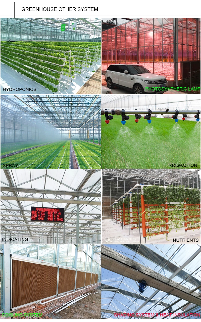 Light Deprivation Multi-Span Greenhouse for Weed Growing