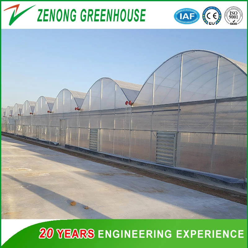 Top Quality 8m/9m/Customized Span Polytunnel Greenhouse for Seed Breeding/Vegetables/Flowers