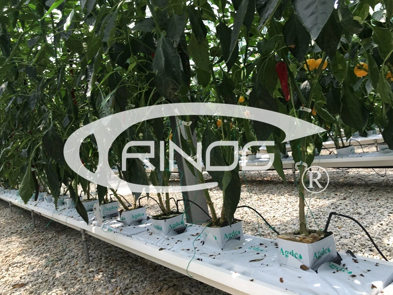 Urban farming high tech Cantaloupe greenhouse hydroponics system for farm