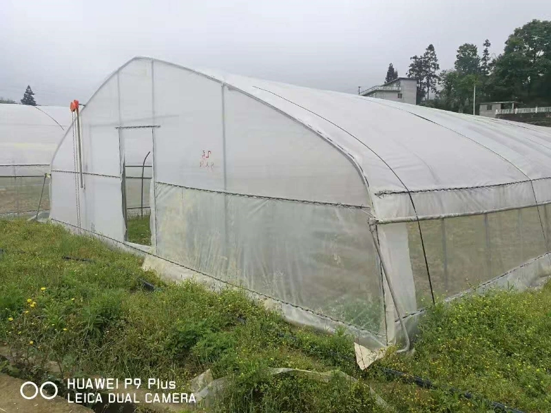 China Single Span Greenhouse with Plastic Film