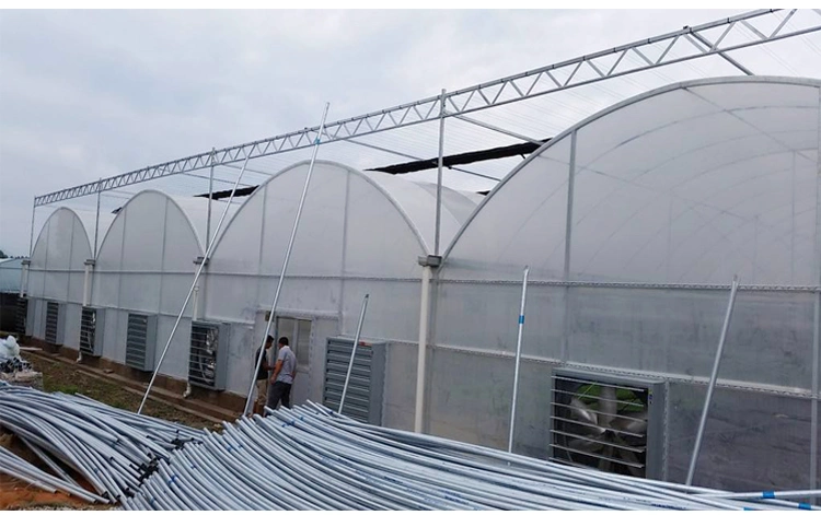 Agricultural Customized Commercial Polytunnel Hydroponics Vertical Vegetables Growing Plastic Tunnel Film Multi Span Greenhouse