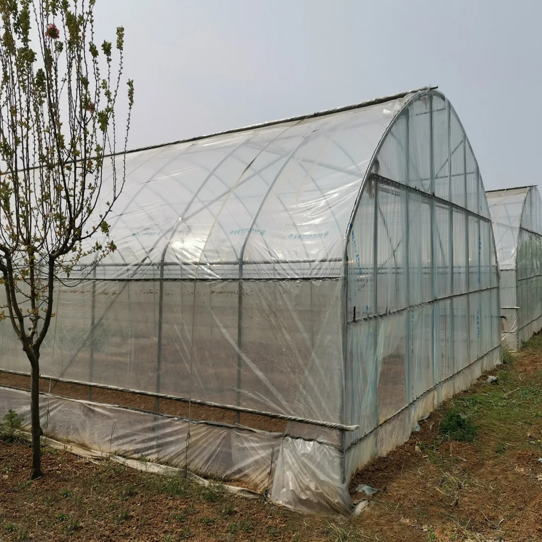 Steel Frame Commerical Multi Span Greenhouse for Cucumber