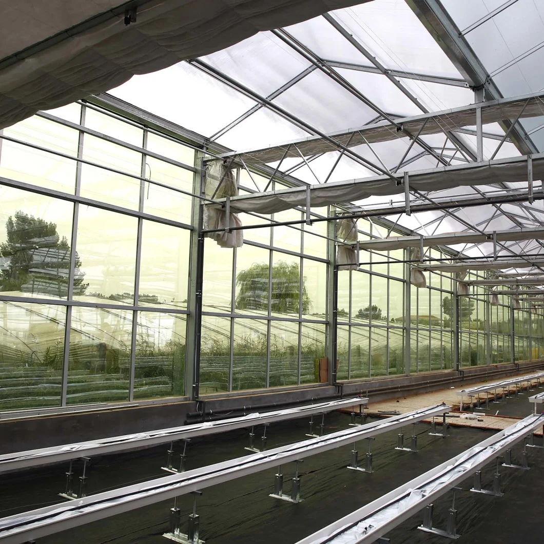 Multi-Span Greenhouse with Hydroponics for Strawberry Tomato Agriculture Products Glass Greenhouses