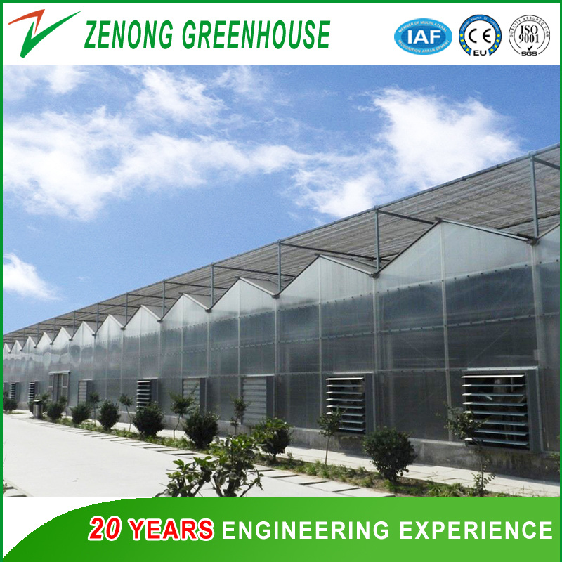 Venlo Type Polycarbonate Plastic PC Greenhouse for Vegetables/Flowers/Tomato/Cucumber Cultivation