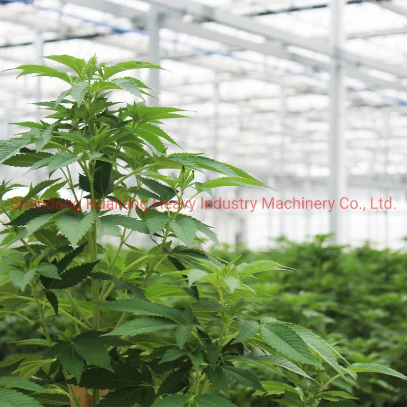 Light Deprivation Cbd Greenhouse for Hemp Growing