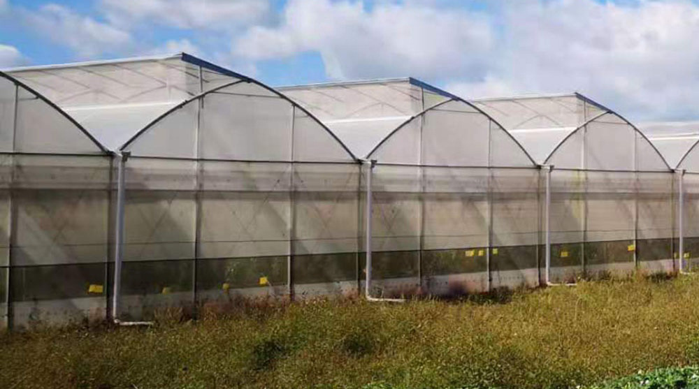 Gothic Type Commercial/Agricultural Grow Tent Film Greenhouse for Planting/Farming/Breeding
