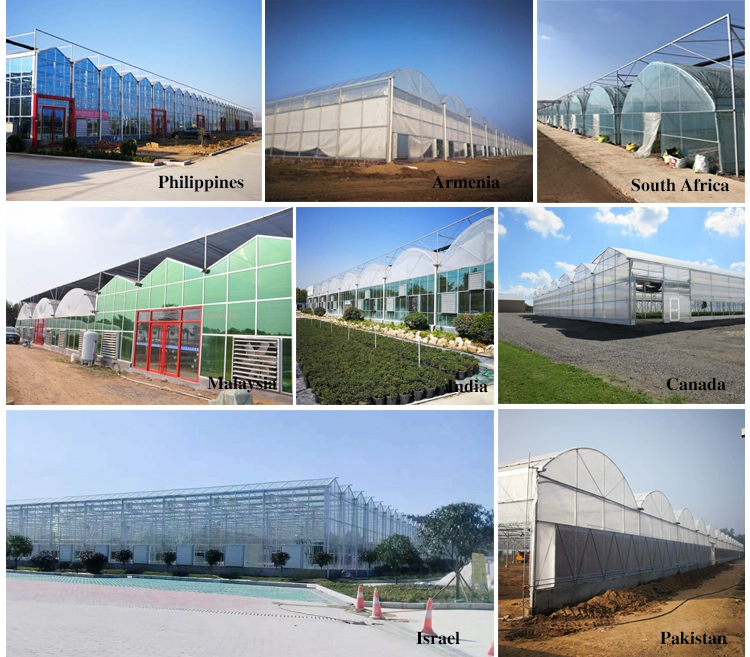 Professional Multi-Span Tunnel Arch Type Po Film Plastic Greenhouse for Tomato Cucumber Strawberry Hydroponics Growing