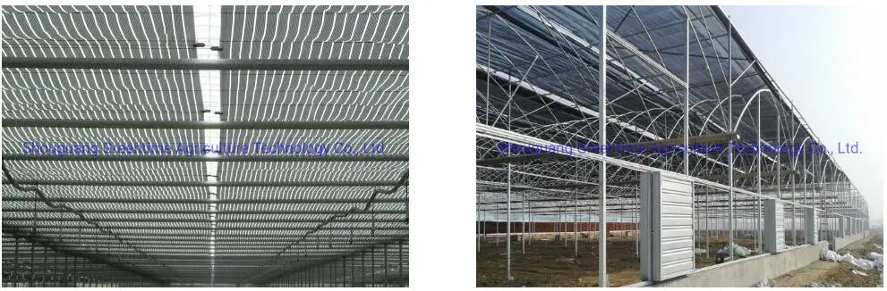 Arch Type PE/Po Film Agricultural Multi-Span Greenhouse for Planting Cucumber